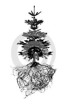 Tree with roots isolated on white