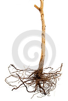 The Tree roots silhouettes isolated on a white background