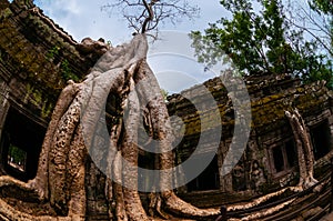 Tree with roots sitting on stone temple Ta Prohm