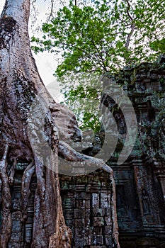 Tree with roots sitting on stone temple Ta Prohm