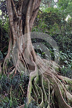 Tree Roots spreading out on to trail