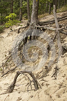 Tree roots stabilizing a sand dune on Cape Cod, Massachusetts