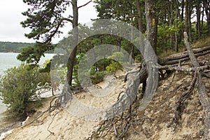 Tree roots stabilizing a sand dune on Cape Cod, Massachusetts