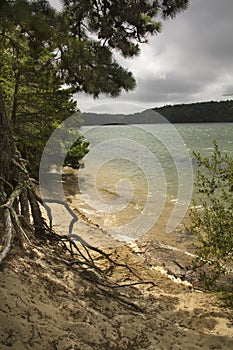 Tree roots stabilizing a sand dune on Cape Cod, Massachusetts