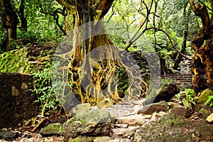 Tree with roots and stairs in the jungle