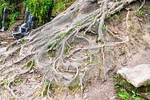 Tree roots among stones on a hillside.