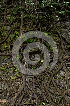 tree roots stuck in old stone wall in nature location