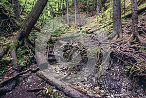 Forest in Slovak Paradise