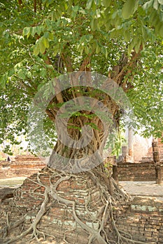 Giant Tree Roots, Sukhothai historical park, Thailand
