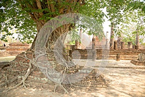 Giant Tree Roots, Sukhothai historical park, Thailand