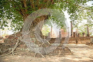 Giant Tree Roots, Sukhothai historical park, Thailand