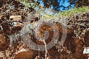 Tree roots and sunshine in a green forest