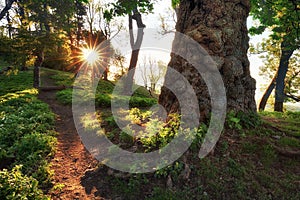 Tree roots and sunshine in a green forest
