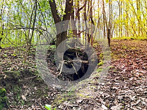 tree roots and sunshine in a green forest