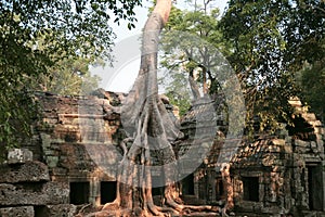 Tree roots in Ta-Prohm temple, Cambodja