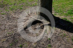 Tree roots tangled over each other. mutual strangulation can be a problem. in the country. park with lawn.
