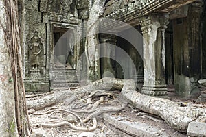 Tree Roots in Temple Ta Prohm