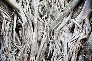 Tree roots texture and background.