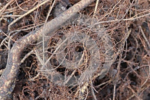 tree roots texture background (select focus