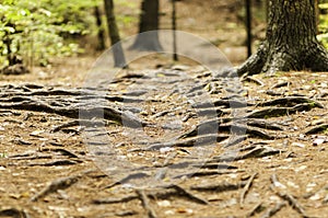 Tree roots on trail