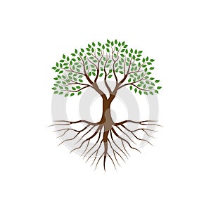 Tree with the roots vector illustrations