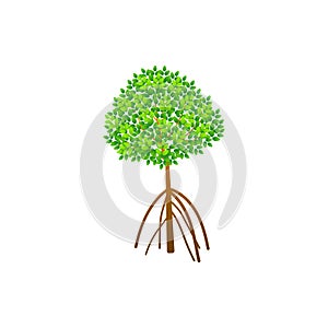 Tree and roots vector, mangrove tree illustration, mangrove plant photo