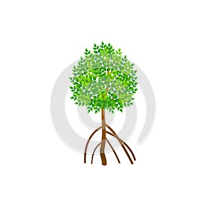 Tree and roots vector, mangrove tree illustration, mangrove plant photo