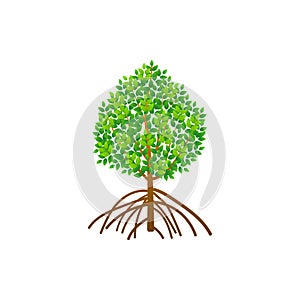 Tree and roots vector, mangrove tree illustration, mangrove plant photo