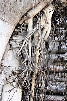 Tree roots vegetation at the Phoenix Zoo, Arizona Center for Nature Conservation, Phoenix, Arizona, United States