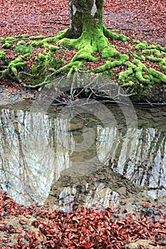 Tree roots with vivid green color and moss