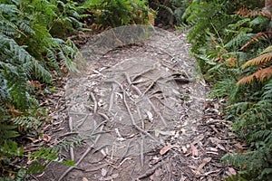 tree roots in the way