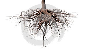 Tree roots on white background