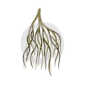 Tree rootstalk, underground stem. Botany or dendrology design element vector illustration