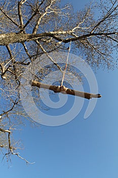 Tree rope swing