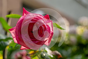 Beautiful purple Lavender flower in the garden or nature.Tree rose flower blooming in the nature or garden.