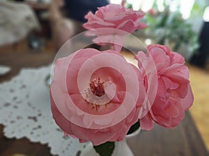 Tree rose flower blooming in the vase on the table