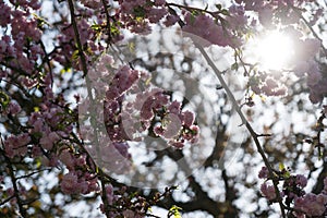 Jarný kvitnutie stromu. Stromová ruža za plotom. Slovensko