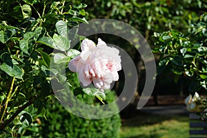 Tree rose, Rosa \'Myriam\', blooms with strong antique pink flowers in July in the park. Berlin, Germany