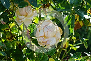 Tree rose, Rosa \'Myriam\', blooms with strong antique pink flowers in July in the park. Berlin, Germany