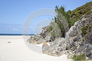 Tree at Rostro Beach; Finisterre; Costa de la Muerte; Galicia photo