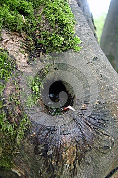 Tree rot hole