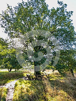 Tree with round tree bench along unpaved part of the Pieterpad Long Distance hiking trail on Voorde