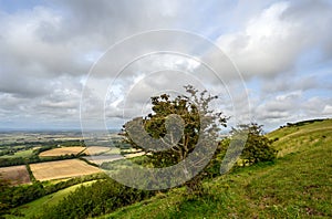 A tree on the route of the South Downs Way with views over the Weald