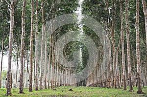 Un árbol goma jardín línea 