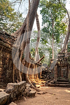 Tree on ruins of the Ta Prohm temple