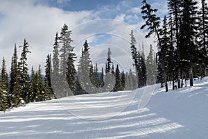 Tree runs at a ski resort