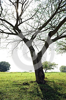 Tree in rural area