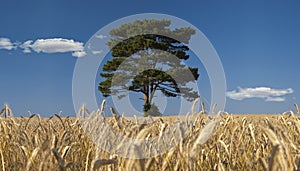 Tree in a rye field