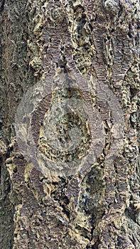 Beautiful pattern of a bark that has to expand while the tree grows photo