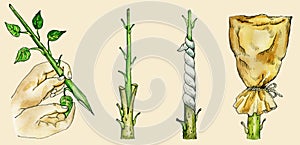 Tree`s cleft grafting methods